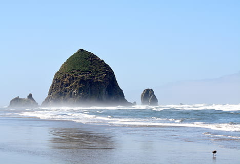black bird on shore, oregon, cannon beach, beach chairs, haystack rock HD wallpaper