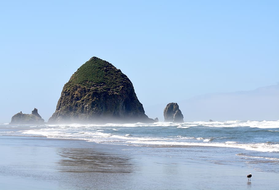 black bird on shore, oregon, cannon beach, beach chairs, haystack rock HD wallpaper