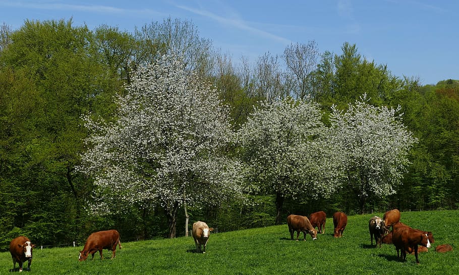 landscape, nature, cows, trees, flowers, sky, pasture, plant HD wallpaper