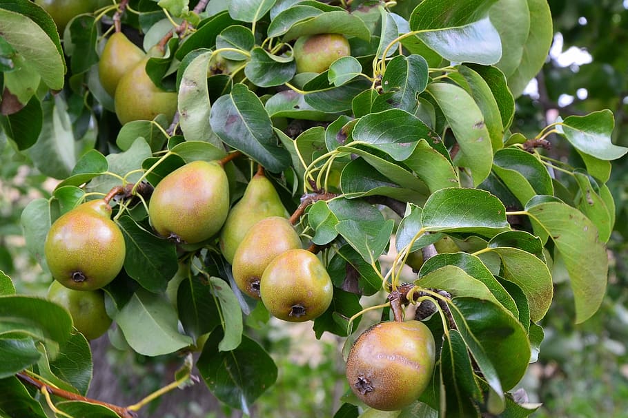 Pears, Branch, Tree, Fruit, Summer, food and drink, green color HD wallpaper