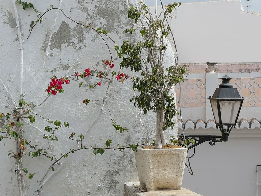 climber, wall, green, entwine, green plant, lantern, spain HD wallpaper
