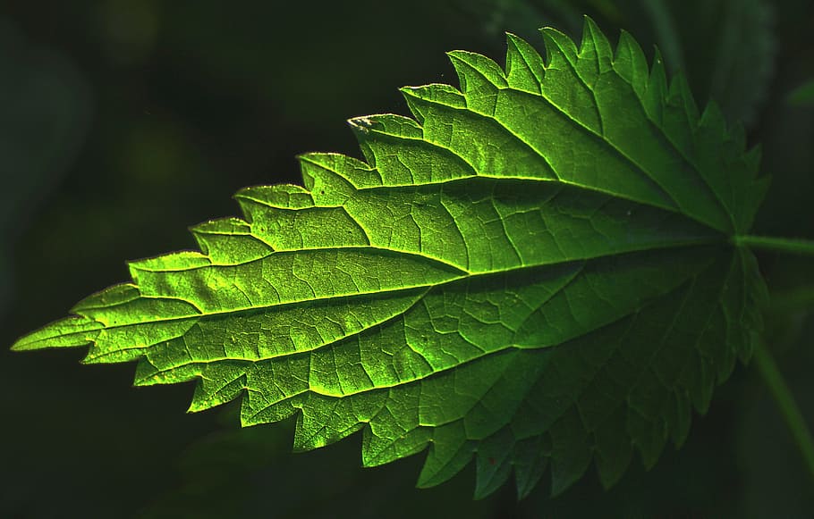 green leafed plant, nettle, stinging nettle, nettle leaf, veins, HD wallpaper