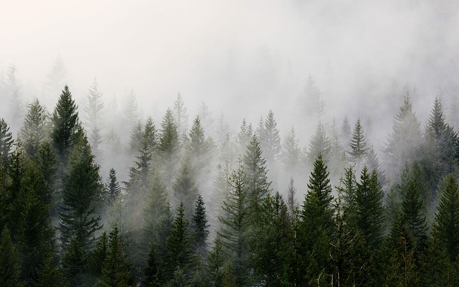 green pine trees with fog, pine trees with white smoke during day time