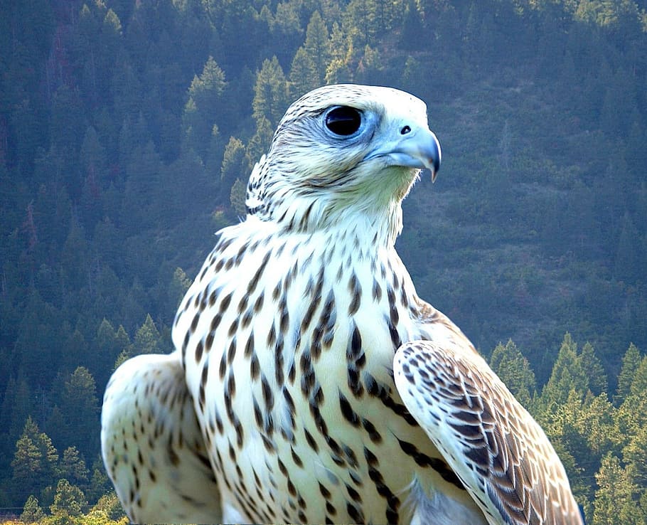 white, brown, and black eagle, Falcon, White, Bird, Beautiful HD wallpaper
