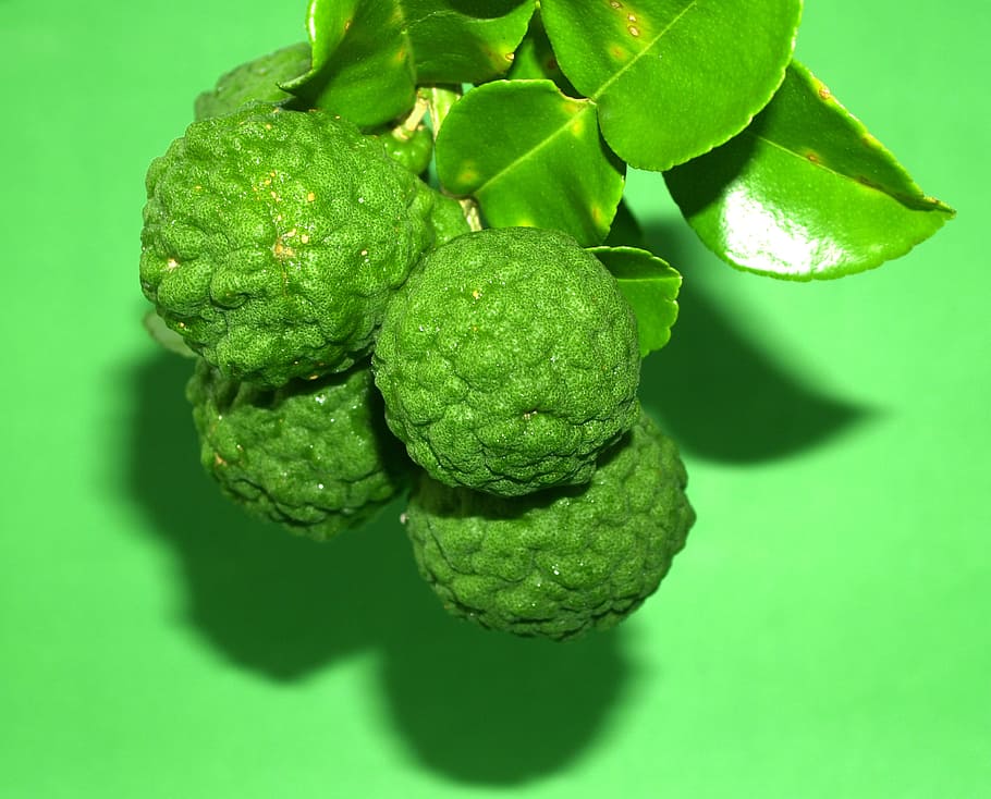 bergamot, fruit, leaf, isolated, thailand, rough, lemon, natural HD wallpaper