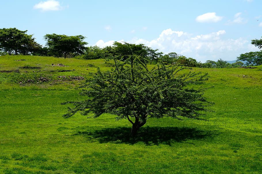 tree, landscape, nature, grass, clouds, summer, plant, green color HD wallpaper