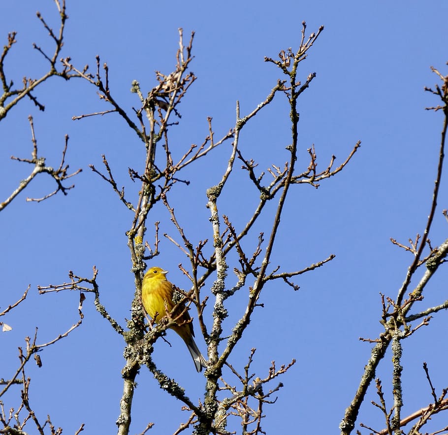 yellowhammer, bird, treetop, blue sky, plant, low angle view, HD wallpaper