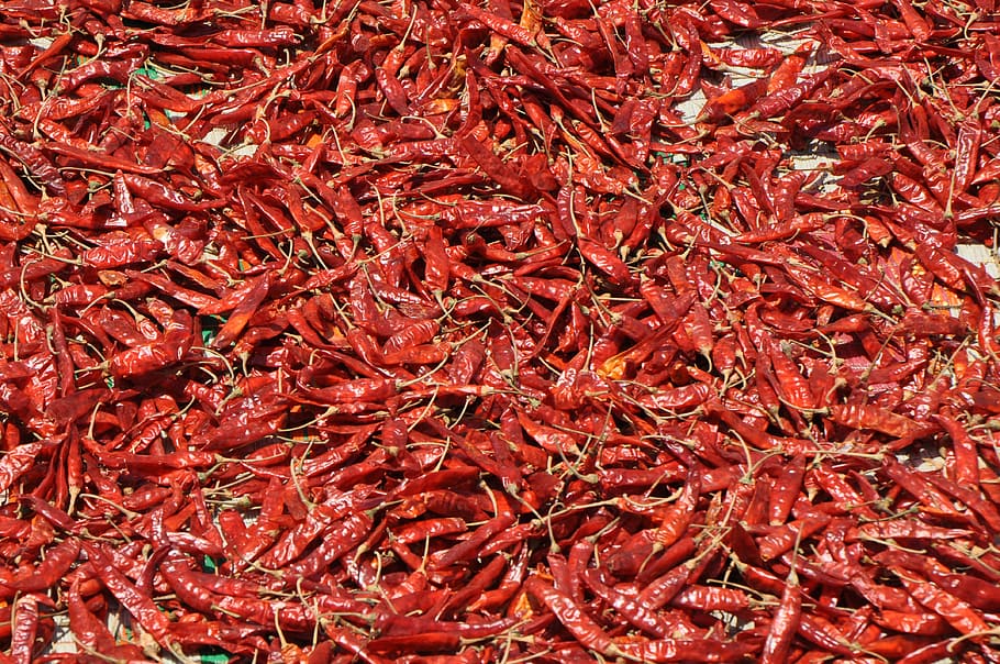 red chili pepper lot, food, chilli, spice, hot, cooking, full frame, HD wallpaper