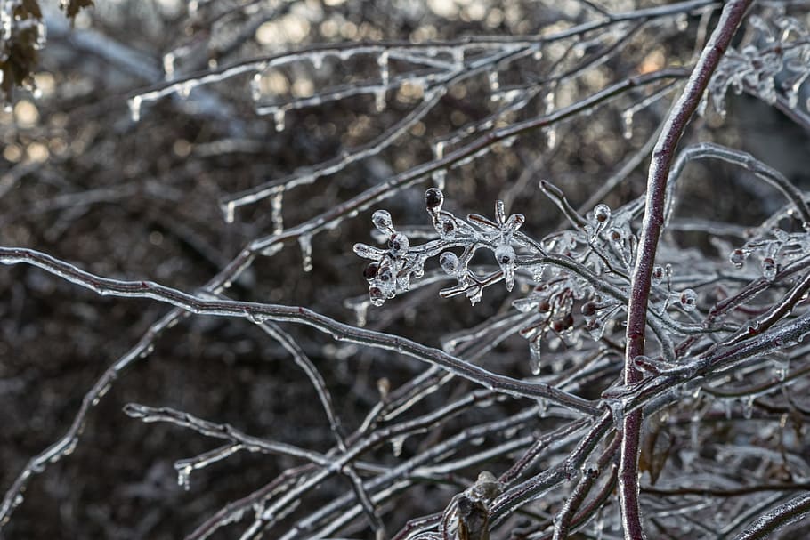 frost, nature, winter, tree, outdoors, cold, frozen, branch HD wallpaper