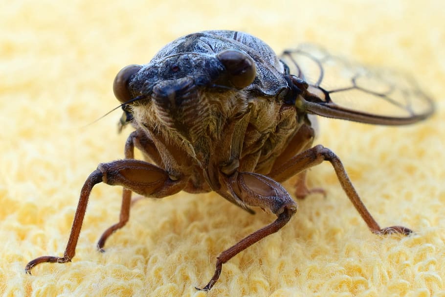 Grille, Cicada, Nature, Insect, Macro, animal, close-up, wildlife HD wallpaper