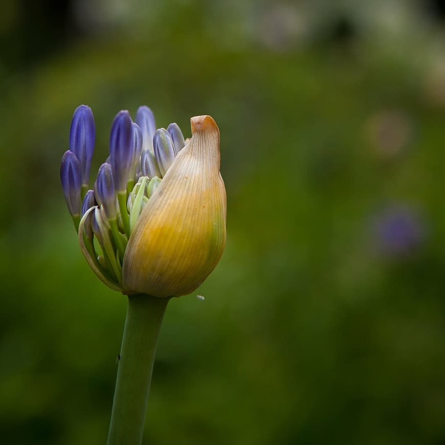 flower, cocoon, open, bloom, green, opening, life, nature, plant HD wallpaper