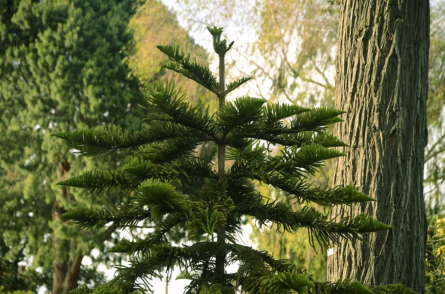 tree, green, nature, forest, green leaves, outdoors, plant HD wallpaper