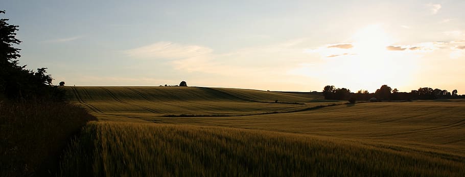 landscape, summer, natural, mark, grain, sunset, evening, denmark HD wallpaper