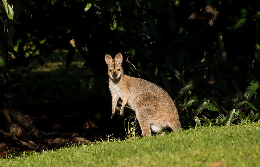 Rednecked Wallaby, Female, australia, queensland, marsupial, HD wallpaper