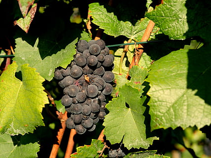 grapes, red wine, spider, vineyard, winegrowing, fruit, stengel HD wallpaper
