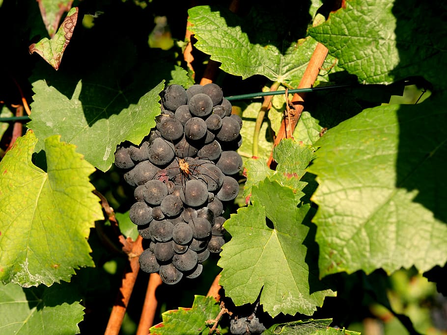 grapes, red wine, spider, vineyard, winegrowing, fruit, stengel HD wallpaper