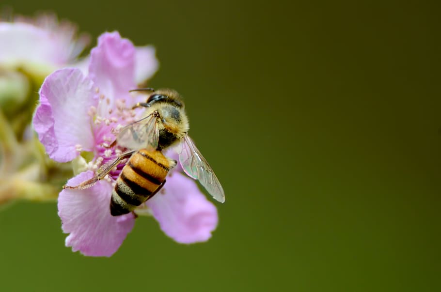 shallow focus photography of bumblebee on pink flower, yellow HD wallpaper
