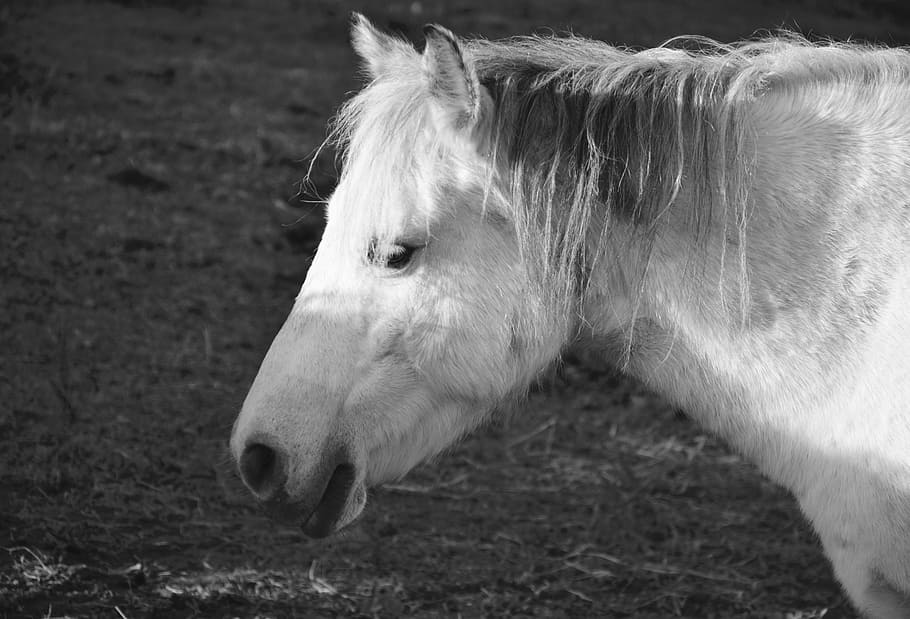 horse, equine, photo black white, head profile, horseback riding, HD wallpaper