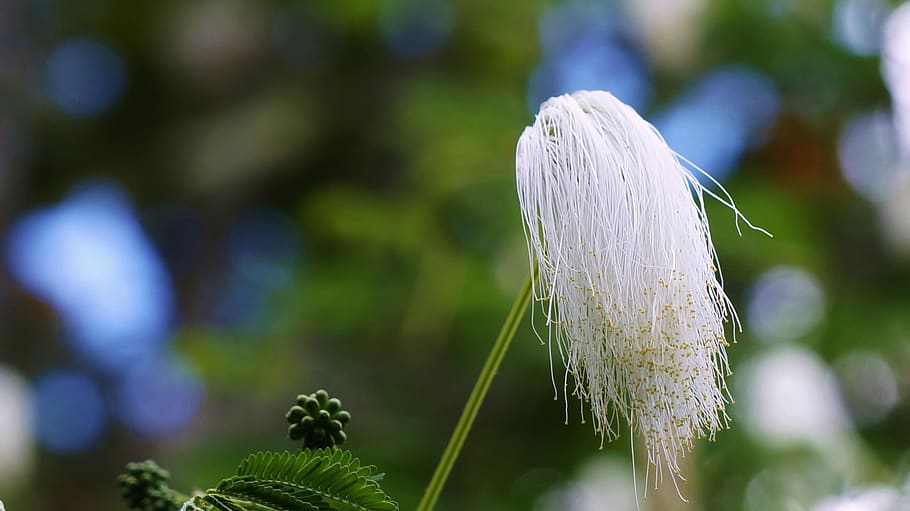bali, nature, growth, plant, close-up, flower, focus on foreground HD wallpaper