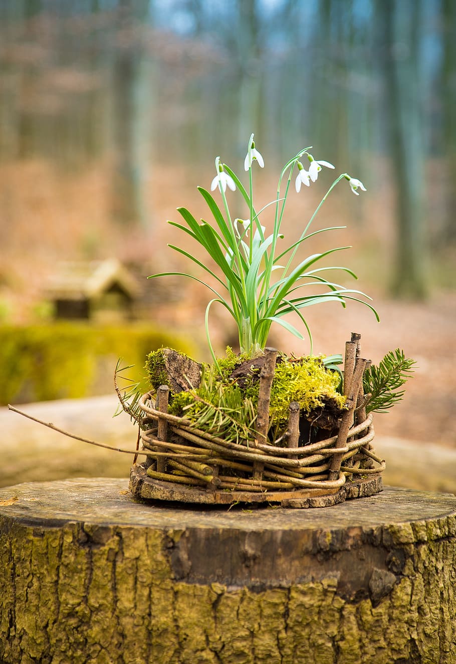white snowdrop flowers on brown tree trunk selective-focus photography HD wallpaper