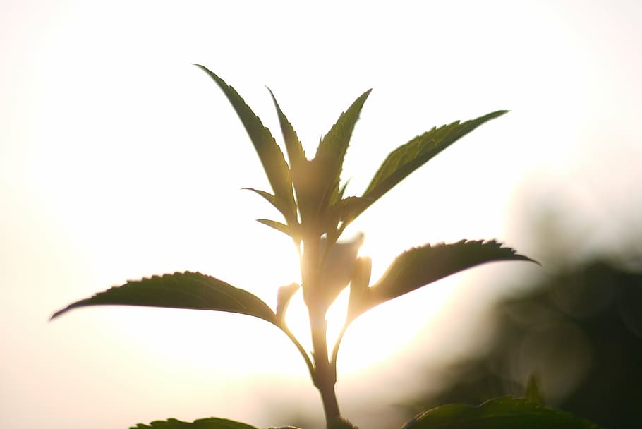 herb, flowers, background, nature, solar, glow, plant, beauty in nature HD wallpaper