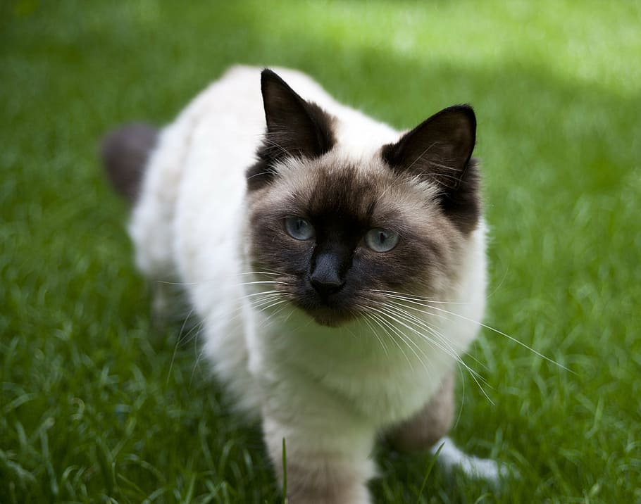 cat, ragdoll, brown, cream, cute, animal, pet, feline, purebred HD wallpaper