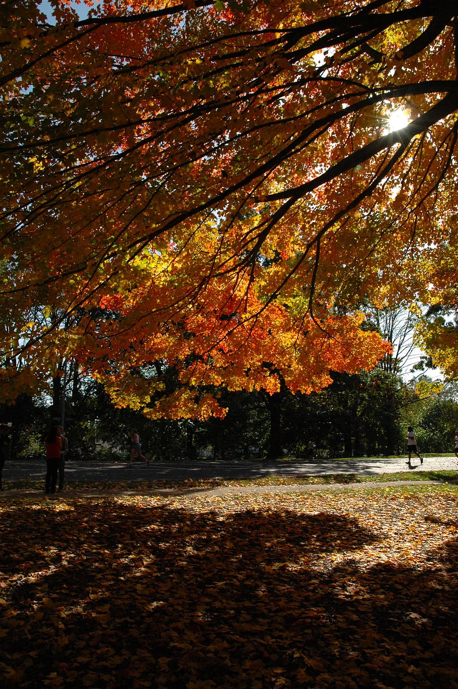 fall, aut, autumn, golden autumn, fall colors, fall leaves, HD wallpaper