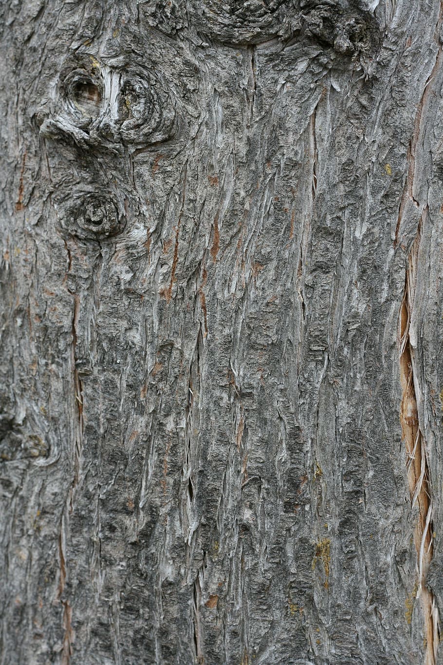 bark, wood, tree, texture, nature, trunk, plant, trunks, tree trunk HD wallpaper