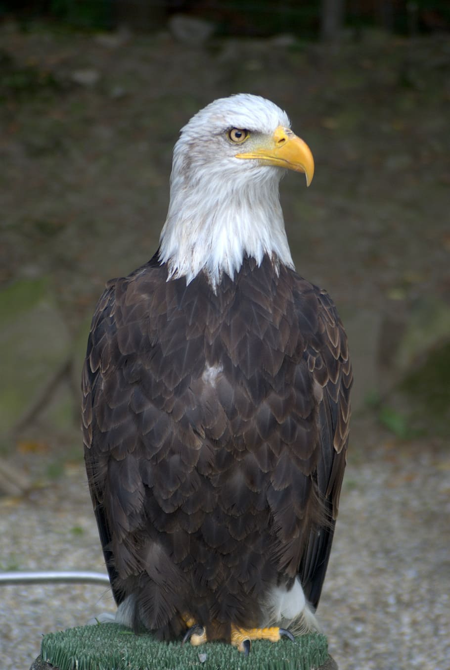 white-tailed eagle, bird, animal themes, vertebrate, one animal HD wallpaper