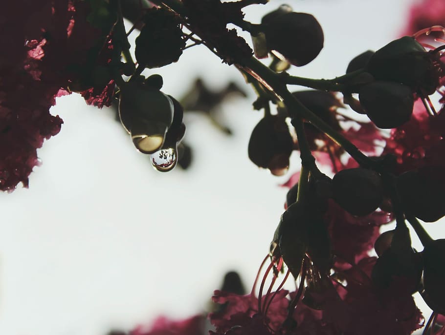A macro shot of water droplets hanging from green flower buds, close-up photography red petaled flowers HD wallpaper