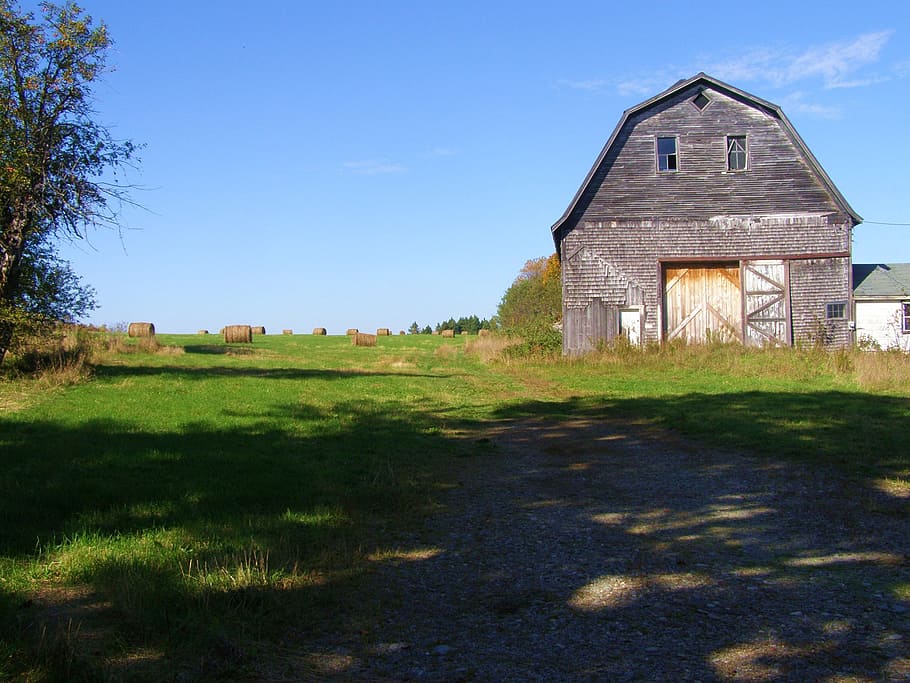 field, old, barn, rural, agriculture, nature, country, countryside, HD wallpaper