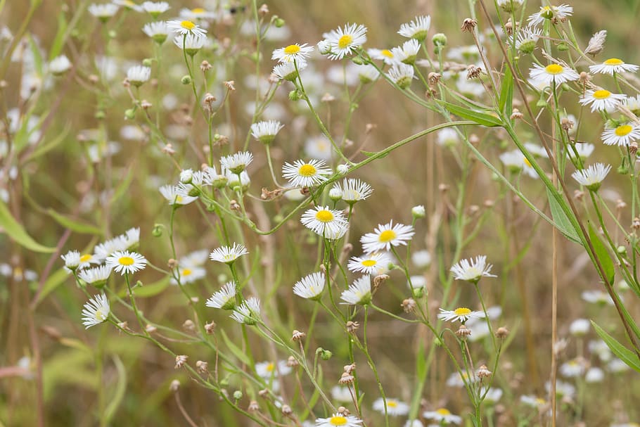 white asters flowers at daytime, chamomile, bloom, wild, focus HD wallpaper