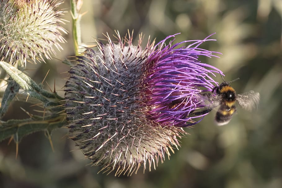Thistle, Flower, Bee, Macro, Nature, wild life, insect, pollinate HD wallpaper