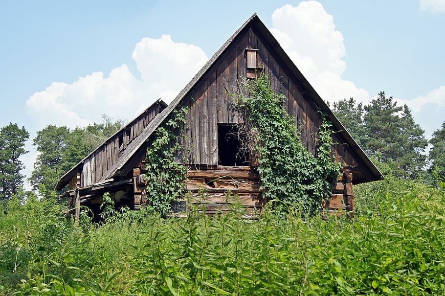 Log Cabin, Weathered, Overgrown, Lapsed, nature, house, tree HD wallpaper