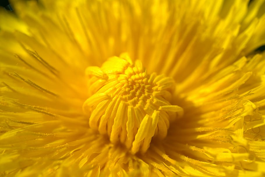 shallow focus photography of yellow flower, dandelion, spring HD wallpaper