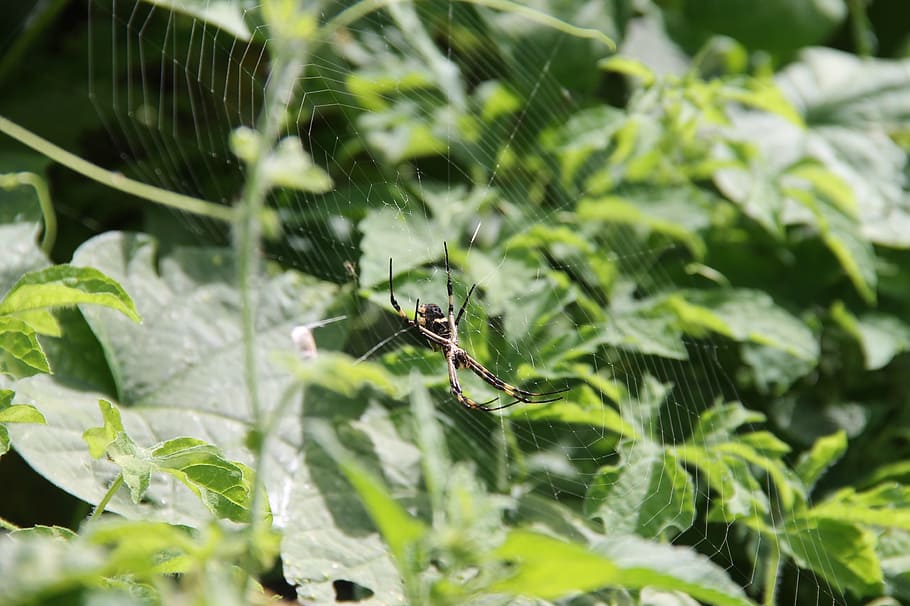 spider, wild, mato, web, prey, nature, green, vegetation, animal HD wallpaper
