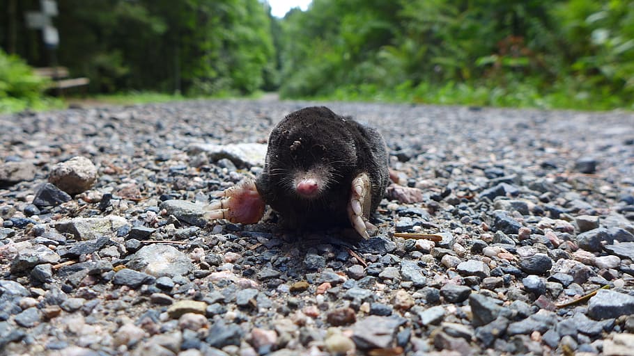 run, animal, blind, mole, animal themes, one animal, mammal HD wallpaper