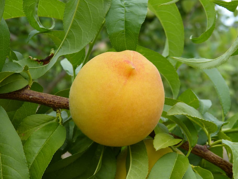 peach, peach vineyard, fruit tree, summer, food, leaf, freshness HD wallpaper