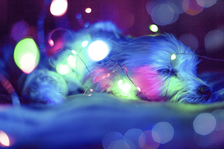 Blue , Green and Pink Light Bokeh, animal, blur, close-up, colorful, HD wallpaper