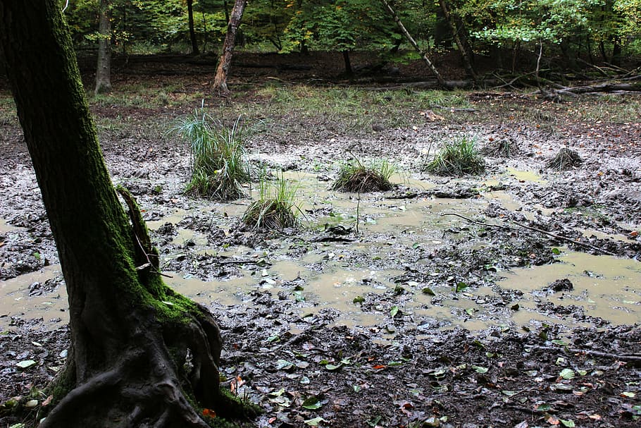 mud pit, forest, pools, tree, plant, tree trunk, land, growth HD wallpaper