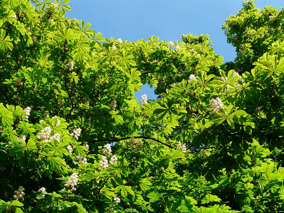 ordinary rosskastanie, leaves, chestnut, tree, foliage, aesthetic, HD wallpaper