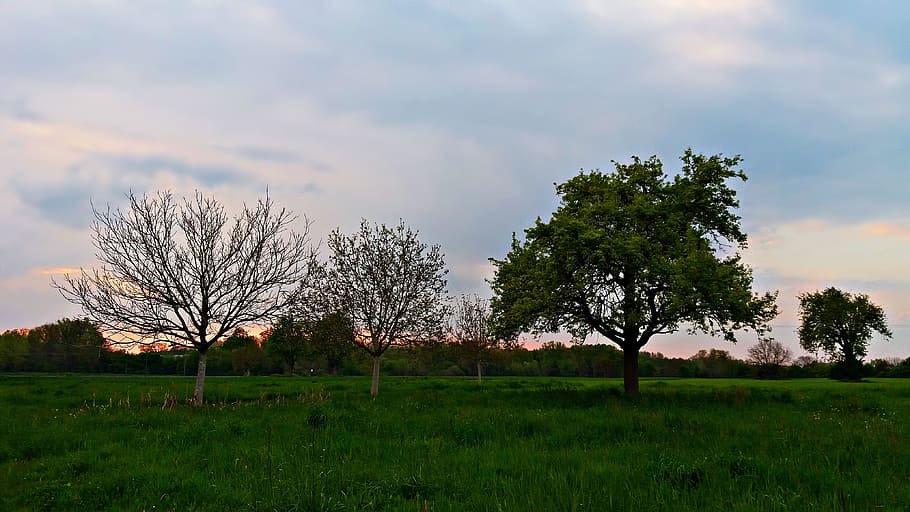 landscape, spring, nature, field, beautiful landscape, green HD wallpaper