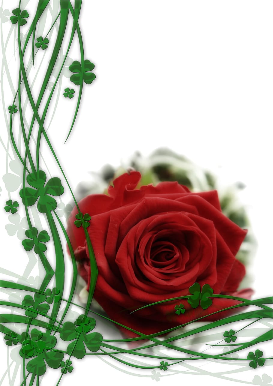 macroshot of red rose with green leaves, flowers, background HD wallpaper