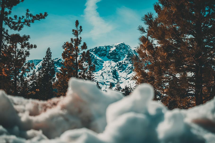 closed up photo of snows and trees, trees and mountain photo HD wallpaper