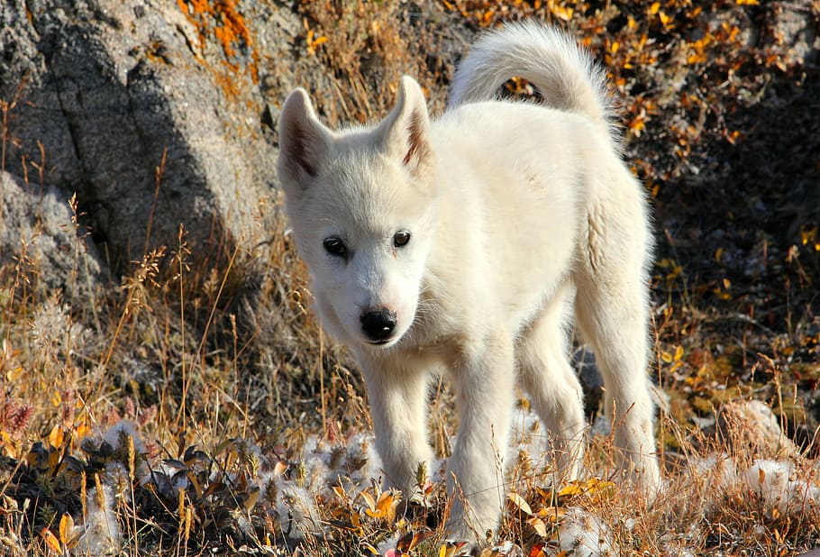 Greenland Dog, Fur, draghund, one animal, animal themes, white color, HD wallpaper