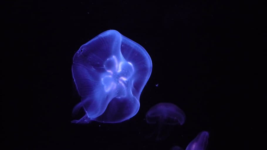 jellyfish, sea, water, blue, marine life, sea animal, creature, HD wallpaper