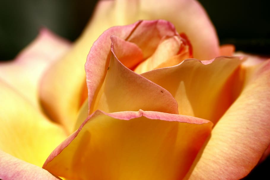 rose, clean, flower, flowering plant, petal, beauty in nature HD wallpaper