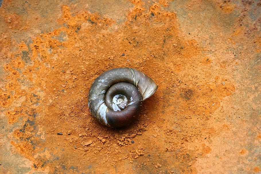 insect, nature, snail, close-up, animal wildlife, no people HD wallpaper