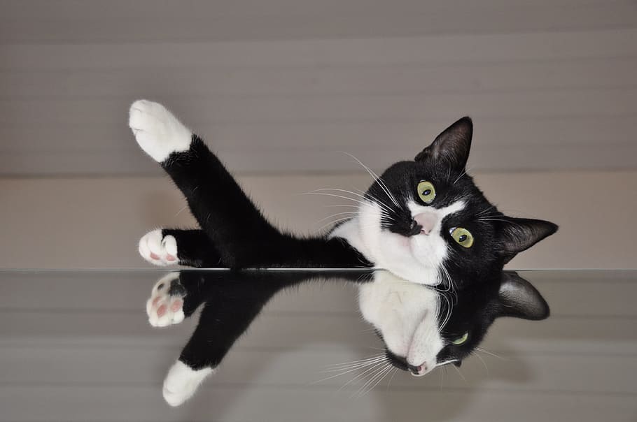 black Tuxedo cat with reflection in mirror, white, black color HD wallpaper