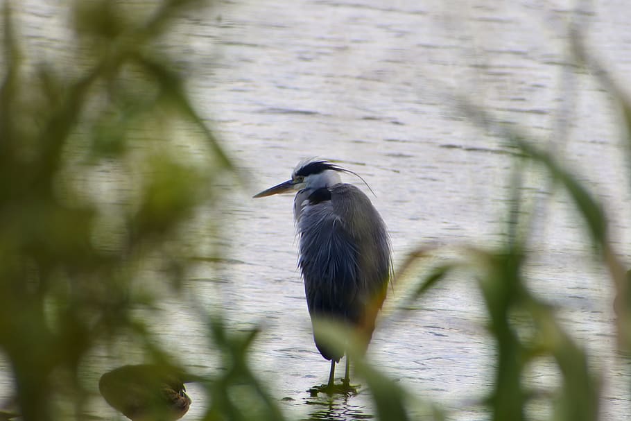 animal, river, waterside, grass, wild birds, heron, gray heron HD wallpaper
